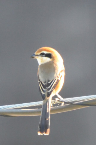 トリミング 2021/11月 SIGMA150-600C+D500 600mm F6.3 ss1/500 ISO2200 AF-C 25点