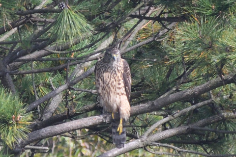 トリミング 2021/11月 SIGMA150-600C+D500 600mm F8 ss1/500 ISO800