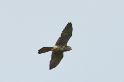 トリミング 2021/11月 SIGMA150-600C+D500 600mm F8 ss1/1600 ISO180 AF-C 25点