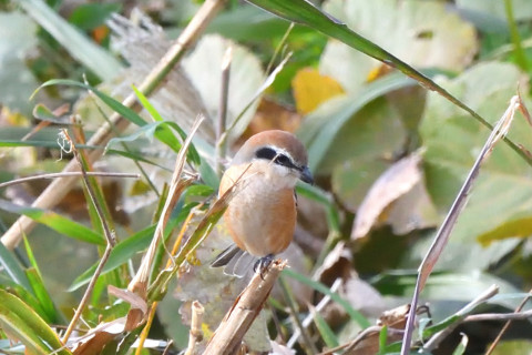 トリミング 2021/11月 SIGMA150-600C+D500 600mm F8 ss1/1250 ISO3200
