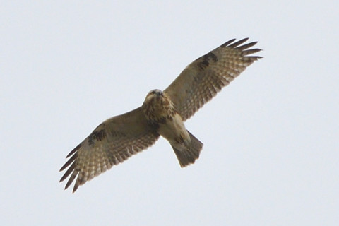 トリミング 2021/11月 SIGMA150-600C+D500 600mm F8 ss1/1250 ISO720 AF-C 25点