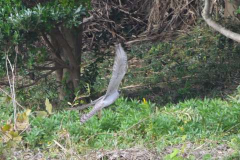 トリミング 2021/11月 SIGMA150-600C+D500 600mm F8 ss1/640 ISO200 AF-C 25点