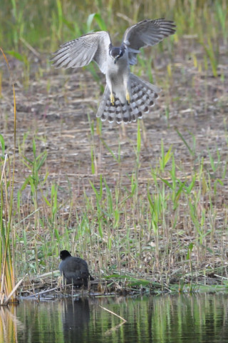 トリミング 2021/11月 SIGMA150-600C+D500 600mm F8 ss1/1250 ISO2800 AF-C 25点