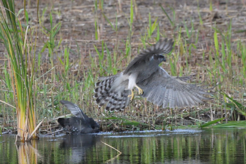 トリミング 2021/11月 SIGMA150-600C+D500 600mm F8 ss1/1250 ISO2200 AF-C 25点