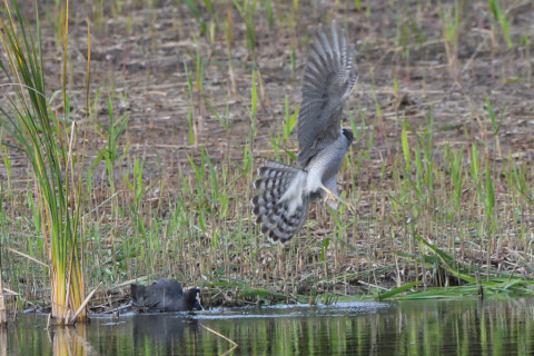 トリミング 2021/11月 SIGMA150-600C+D500 600mm F8 ss1/1250 ISO2200 AF-C 25点