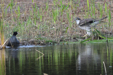 トリミング 2021/11月 SIGMA150-600C+D500 600mm F8 ss1/1250 ISO2500