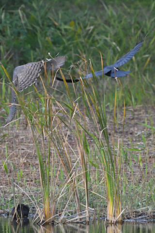 トリミング 2021/11月 SIGMA150-600C+D500 600mm F8 ss1/1250 ISO2800 AF-C 25点