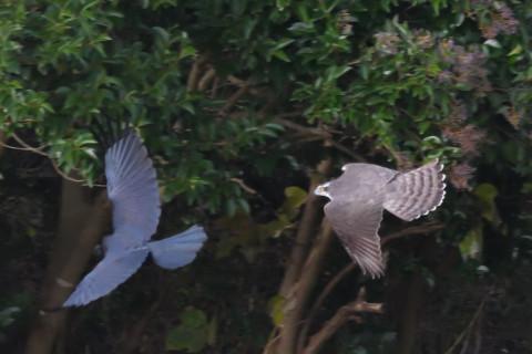 トリミング 2021/11月 SIGMA150-600C+D500 600mm F8 ss1/1250 ISO4000 AF-C 25点