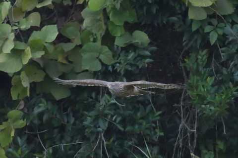 トリミング 2021/11月 SIGMA150-600C+D500 600mm F8 ss1/1250 ISO4000 AF-C 25点