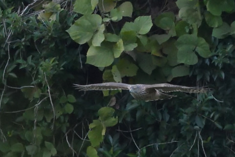 トリミング 2021/11月 SIGMA150-600C+D500 600mm F8 ss1/2000 ISO4000 AF-C 25点