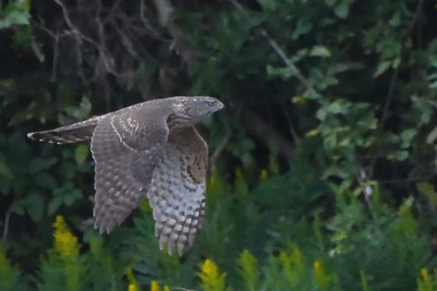 トリミング 2021/11月 SIGMA150-600C+D500 600mm F8 ss1/2000 ISO4000 AF-C 25点