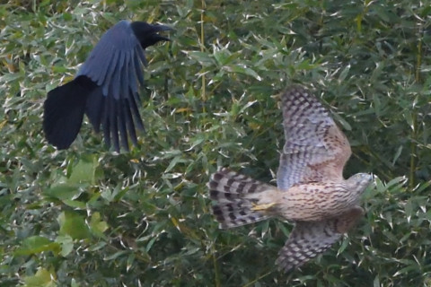 トリミング 2021/11月 SIGMA150-600C+D500 600mm F8 ss1/2000 ISO4000 AF-C 25点