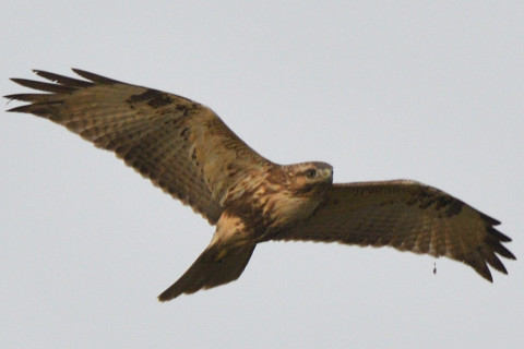 トリミング 2021/11月 SIGMA150-600C+D500 600mm F8 ss1/800 ISO500 AF-C 25点