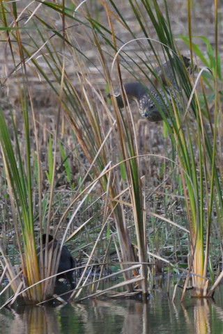 トリミング 2021/11月 SIGMA150-600C+D500 600mm F8 ss1/1000 ISO4500 AF-C 25点