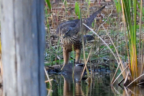 トリミング 2021/11月 SIGMA150-600C+D500 600mm F8 ss1/1000 ISO5600 AF-C 25点