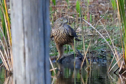 トリミング 2021/11月 SIGMA150-600C+D500 600mm F8 ss1/1000 ISO5600 AF-C 25点
