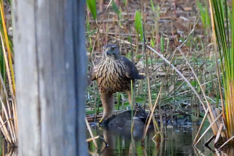 トリミング 2021/11月 SIGMA150-600C+D500 600mm F8 ss1/1000 ISO5600 AF-C 25点
