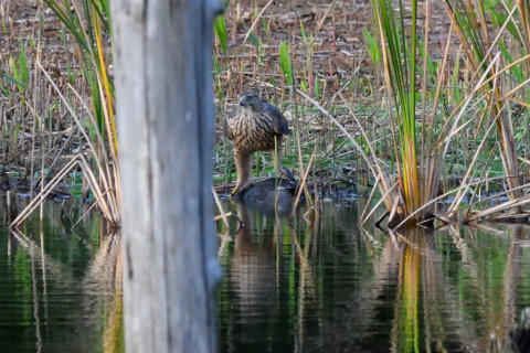 トリミング 2021/11月 SIGMA150-600C+D500 600mm F8 ss1/1000 ISO5600