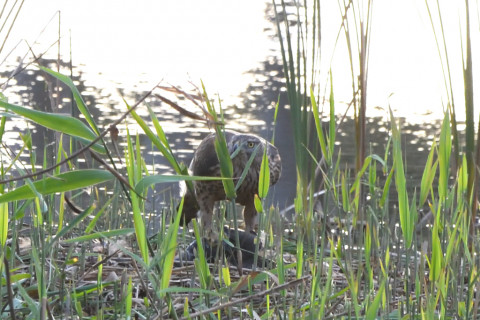 トリミング 2021/11月 SIGMA150-600C+D500 600mm F8 ss1/320 ISO2800