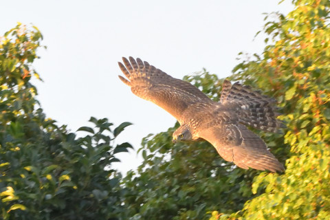 トリミング 2021/11月 SIGMA150-600C+D500 600mm F8 ss1/640 ISO6400 AF-C 25点