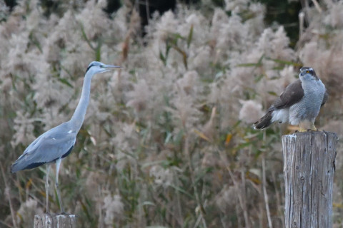 トリミング 2021/11月 SIGMA150-600C+D500 600mm F8 ss1/320 ISO6400