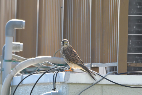 トリミング 2021/11月 SIGMA150-600C+D500 600mm F8 ss1/1250 ISO2000