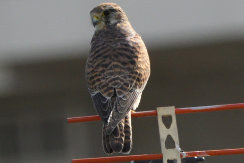 トリミング 2021/11月 SIGMA150-600C+D500 600mm F8 ss1/1250 ISO900