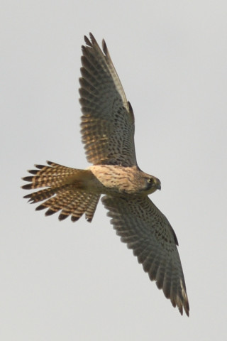 トリミング 2021/11月 SIGMA150-600C+D500 600mm F8 ss1/1250 ISO110 AF-C 25点