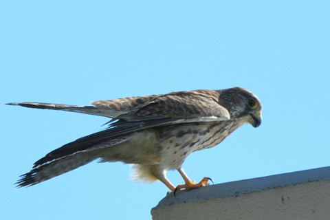 トリミング 2021/11月 SIGMA150-600C+D500 600mm F8 ss1/1250 ISO360