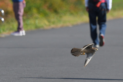 トリミング 2021/11月 SIGMA150-600C+D500 600mm F8 ss1/1250 ISO900 AF-C 25点