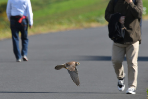 トリミング 2021/11月 SIGMA150-600C+D500 600mm F8 ss1/1250 ISO900 AF-C 25点