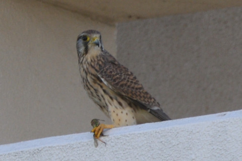 トリミング 2021/11月 SIGMA150-600C+D500 600mm F8 ss1/500 ISO320