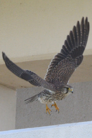 トリミング 2021/11月 SIGMA150-600C+D500 600mm F8 ss1/1250 ISO1600 AF-C 25点