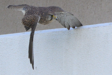 トリミング 2021/11月 SIGMA150-600C+D500 600mm F8 ss1/1250 ISO1600 AF-C 25点