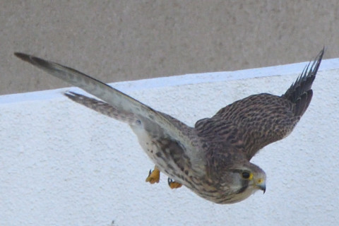 トリミング 2021/11月 SIGMA150-600C+D500 600mm F8 ss1/1250 ISO1600 AF-C 25点