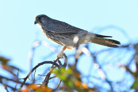 2021/11月 SIGMA150-600C+D500 600mm F8 ss1/1250 ISO400