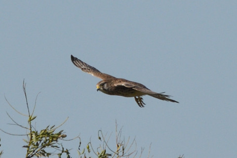 トリミング 2021/11月 SIGMA150-600C+D500 600mm F8 ss1/1250 ISO280 AF-C 25点 