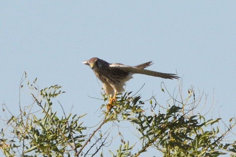 トリミング 2021/11月 SIGMA150-600C+D500 600mm F8 ss1/1250 ISO500