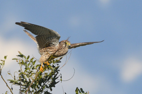トリミング 2021/11月 SIGMA150-600C+D500 600mm F8 ss1/1250 ISO320 AF-C 25点