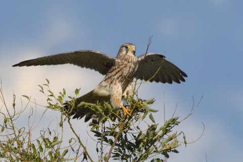 トリミング 2021/11月 SIGMA150-600C+D500 600mm F8 ss1/1250 ISO280 AF-C 25点