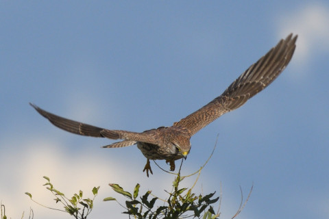 トリミング 2021/11月 SIGMA150-600C+D500 600mm F8 ss1/1250 ISO280 AF-C 25点