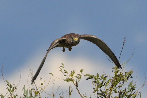 トリミング 2021/11月 SIGMA150-600C+D500 600mm F8 ss1/1250 ISO250 AF-C 25点