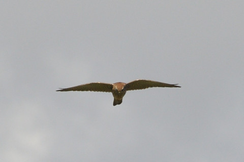 トリミング 2021/11月 SIGMA150-600C+D500 600mm F8 ss1/1250 ISO220 AF-C 25点