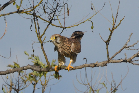 トリミング 2021/11月 SIGMA150-600C+D500 600mm F8 ss1/1250 ISO320