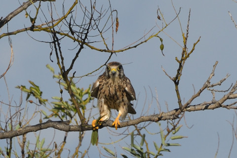 トリミング 2021/11月 SIGMA150-600C+D500 600mm F8 ss1/400 ISO100