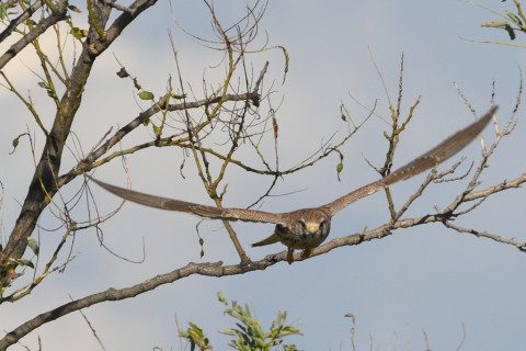 トリミング 2021/11月 SIGMA150-600C+D500 600mm F8 ss1/1250 ISO280 AF-C 25点