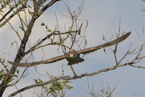 トリミング 2021/11月 SIGMA150-600C+D500 600mm F8 ss1/1250 ISO280 AF-C 25点