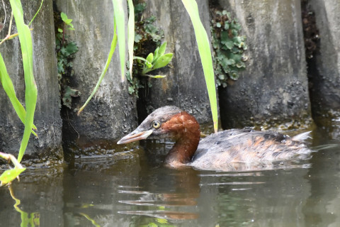 トリミング 2022/8月 SIGMA150-600C+D500 600mm F8 ss1/800 ISO4000 AF-C 25点
