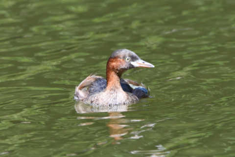 トリミング 2022/8月 SIGMA150-600C+D500 600mm F6.3 ss1/250 ISO360 AF-C 25点